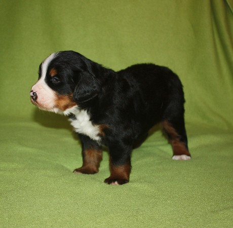 3. tyden - COLTYN Ladyca Bern