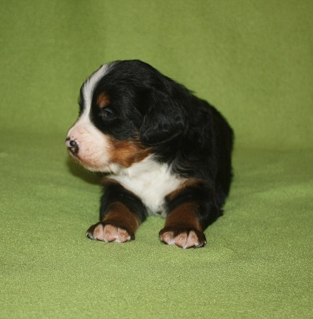 3. tyden - COLTYN Ladyca Bern