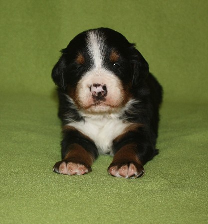 3. tyden - COLTYN Ladyca Bern