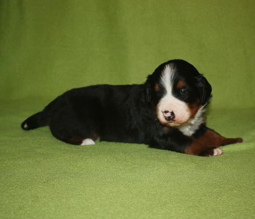 3. tyden - COLTYN Ladyca Bern