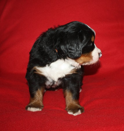 4. týden - Coltyn Ladyca Bern - 4th week