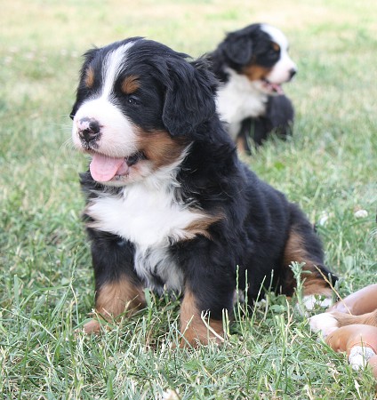 4. týden - Coltyn Ladyca Bern - 4th week