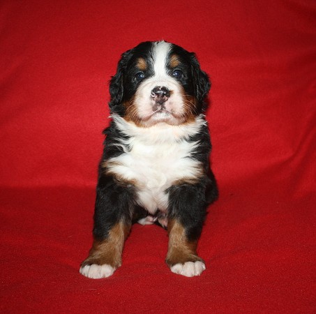 Cortez Ladyca Bern - 4. týden/4th week