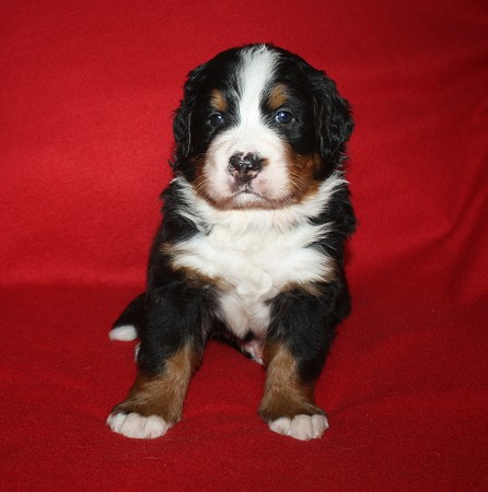 Cortez Ladyca Bern - 4. týden/4th week