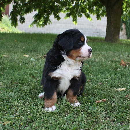 Cortez Ladyca Bern - 4. týden/4th week