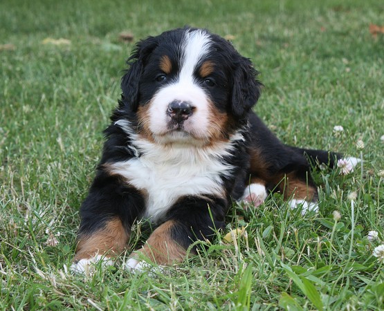 Cortez Ladyca Bern - 4. týden/4th week