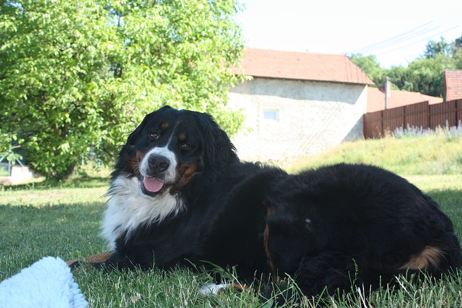 Ladyca Bern - Vrh 