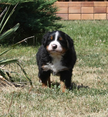 COLTYN Ladyca Bern - 5.týden/5th week