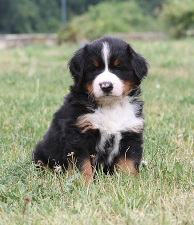 COLTYN Ladyca Bern - 5.týden/5th week