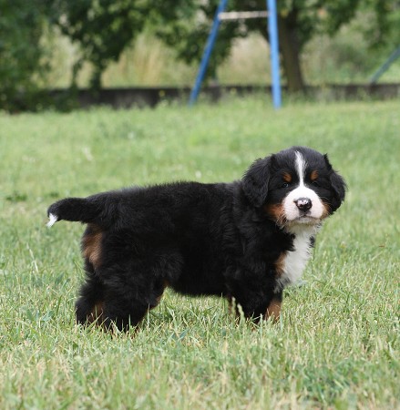 COLTYN Ladyca Bern - 5.týden/5th week