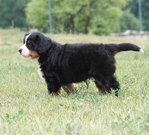 COLTYN Ladyca Bern - 5.týden/5th week