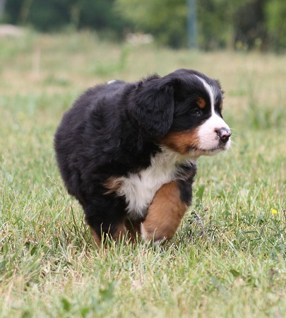 COLTYN Ladyca Bern - 5.týden/5th week