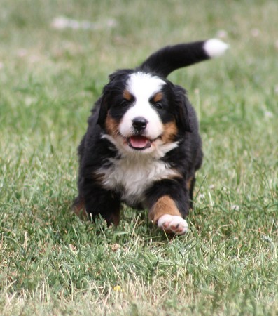 CORALIE Ladyca Bern - 5.týden/5th week