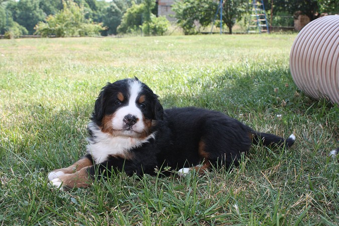 CORTEZ Ladyca Bern - 5.týden/5th week