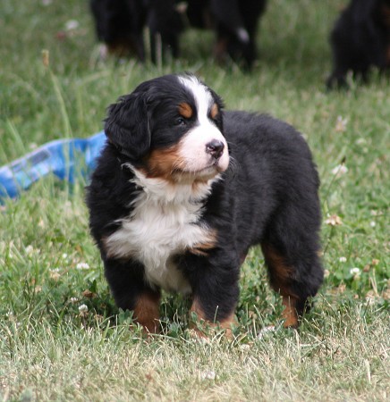 CORTEZ Ladyca Bern - 5.týden/5th week