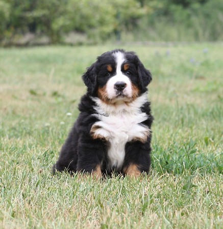 CORTEZ Ladyca Bern - 5.týden/5th week