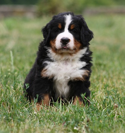 CORTEZ Ladyca Bern - 5.týden/5th week