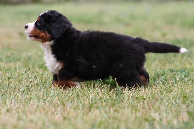 CORTEZ Ladyca Bern - 5.týden/5th week