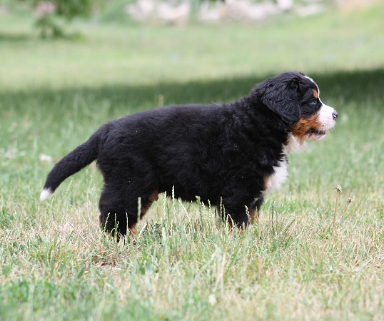 CORTEZ Ladyca Bern - 5.týden/5th week