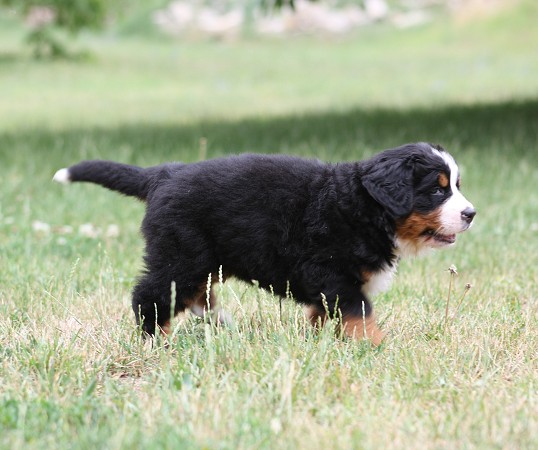 CORTEZ Ladyca Bern - 5.týden/5th week