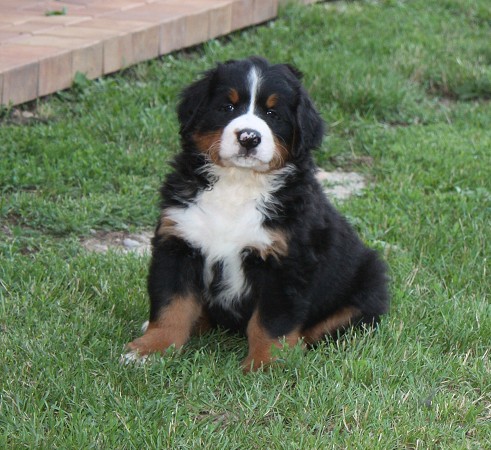 COLTYN Ladycabern - 6. týdnů / 6 weeks