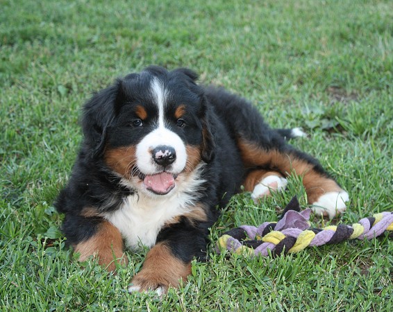 COLTYN Ladycabern - 6. týdnů / 6 weeks