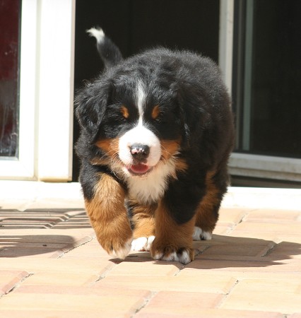 COLTYN Ladycabern - 6. týdnů / 6 weeks