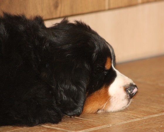 COLTYN Ladycabern - 6. týdnů / 6 weeks