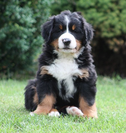 COLTYN Ladycabern - 6. týdnů / 6 weeks