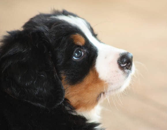 CORALIE Ladyca Bern - 6. týdnů / 6 weeks
