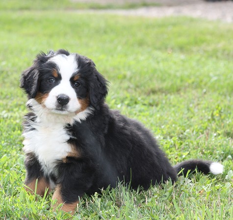 CORALIE Ladyca Bern - 6. týdnů / 6 weeks