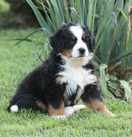 CORALIE Ladyca Bern - 6. týdnů / 6 weeks