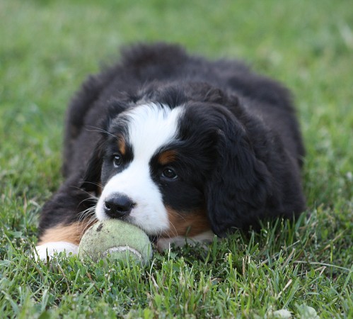 CORALIE Ladyca Bern - 6. týdnů / 6 weeks