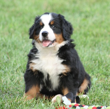 CORALIE Ladyca Bern - 6. týdnů / 6 weeks
