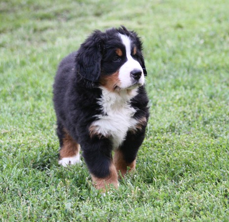 CORTEZ Ladyca Bern - 6. týdnů / 6 weeks