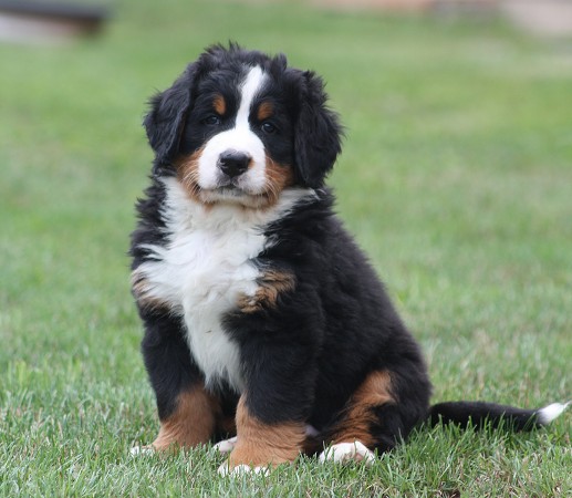 CORTEZ Ladyca Bern - 6. týdnů / 6 weeks