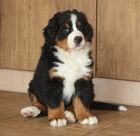 CORTEZ Ladyca Bern - 6. týdnů / 6 weeks