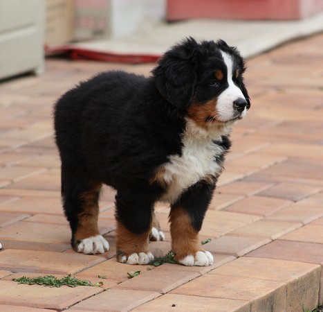 CORTEZ Ladyca Bern - 6. týdnů / 6 weeks