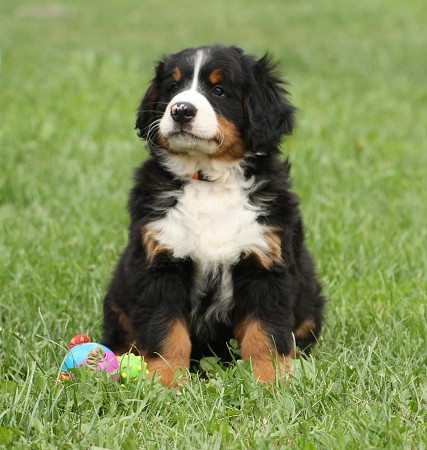 COLTYN Ladyca Bern - 7. týdnů / 7 weeks