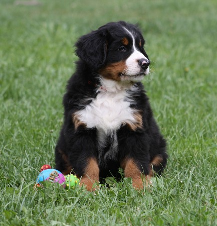 COLTYN Ladyca Bern - 7. týdnů / 7 weeks