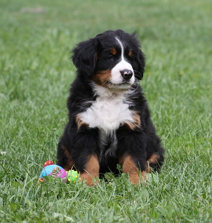 COLTYN Ladyca Bern - 7. týdnů / 7 weeks