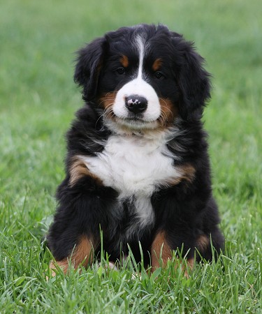 COLTYN Ladyca Bern - 7. týdnů / 7 weeks