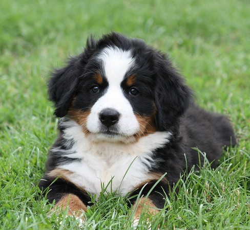 CORALIE Ladyca Bern - 7 týdnů / 7 weeks