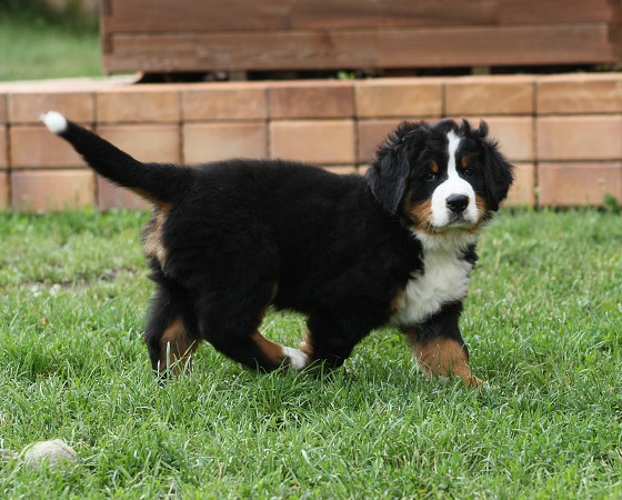 CORTEZ Ladyca Bern - 7 týdnů / 7 weeks
