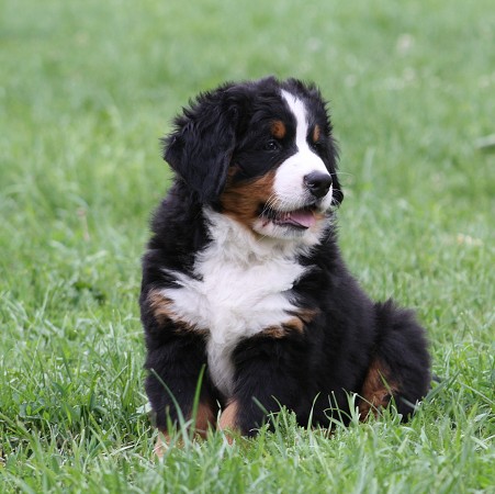CORTEZ Ladyca Bern - 7 týdnů / 7 weeks