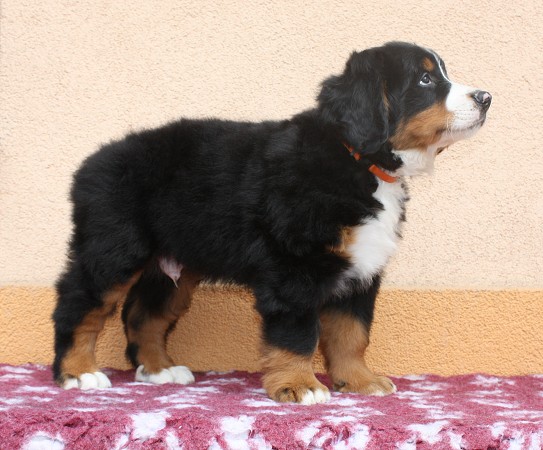 COLTYN Ladyca Bern - 8 týdnů/8weeks