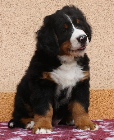 COLTYN Ladyca Bern - 8 týdnů/8weeks