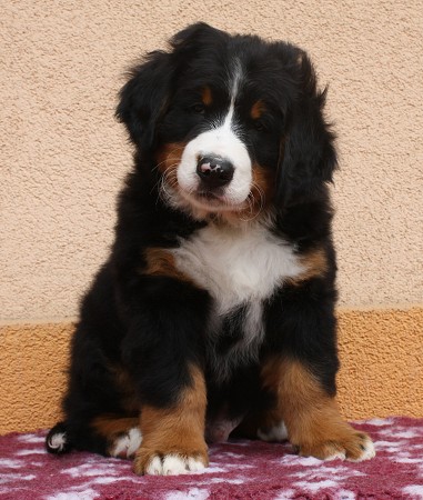 COLTYN Ladyca Bern - 8 týdnů/8weeks