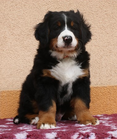 COLTYN Ladyca Bern - 8 týdnů/8weeks