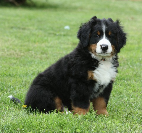 COLTYN Ladyca Bern - 8 týdnů/8weeks